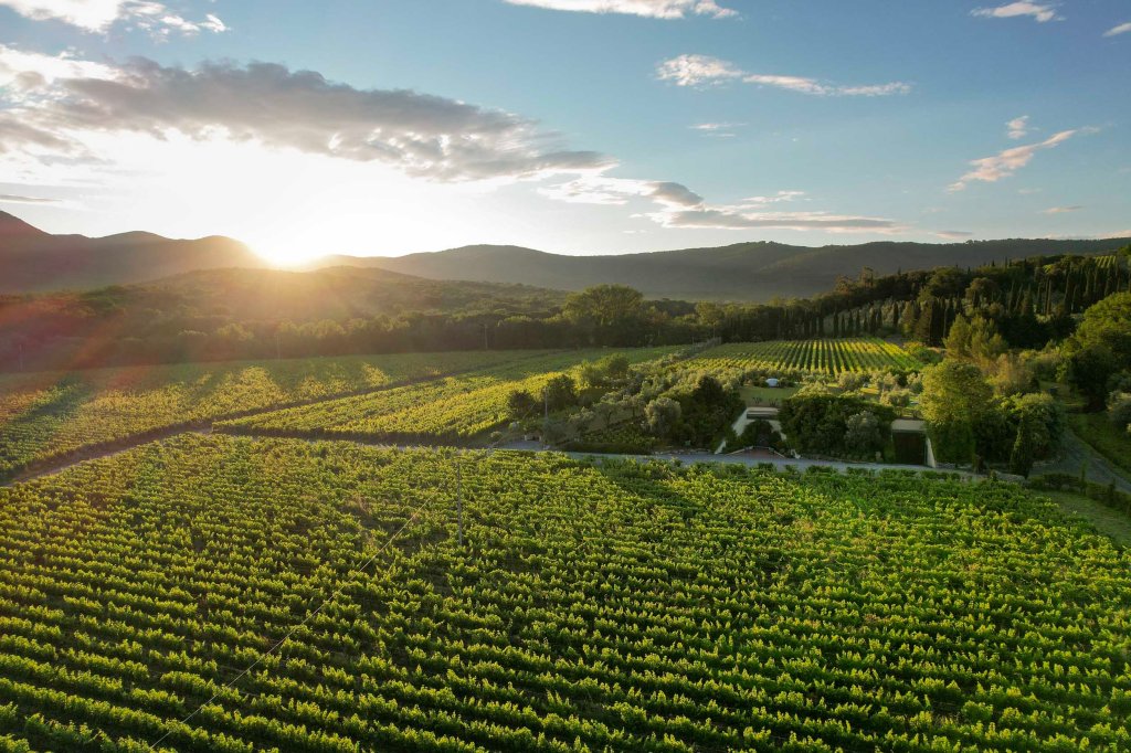 Veduta aerea dei vigneti di Guado al Melo tra le colline di Bolgheri